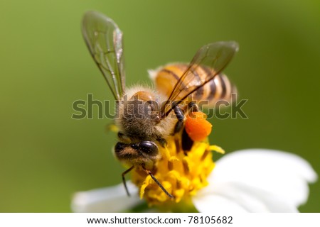 In the summer time, a lovely honey bee is busy for collecting nectar on the flower. Close up of the bee