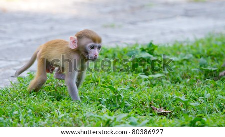 a baby monkey walking