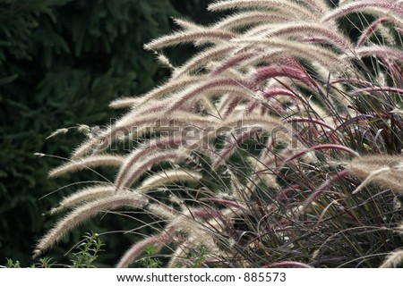 Fox Tail plant of different colors