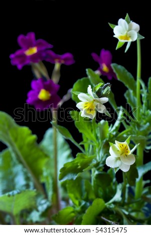 flowers primrose and pansies on a black background