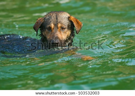 Dog swimming in a lake with clear green colored water