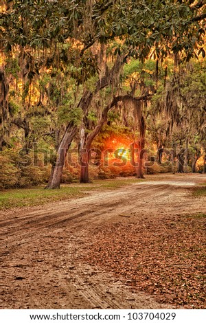 Oak lane with Spanish moss hanging from trees in the low country of South Carolina