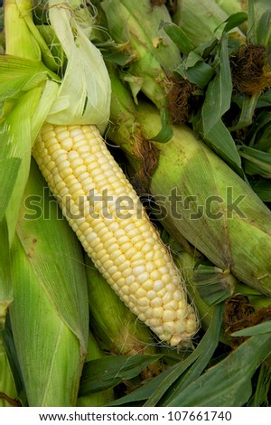 Closeup off just harvested corn on cob at Delaware farmers market