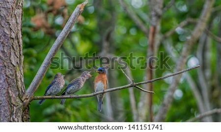Male Eastern Bluebird with mealworm in beak and two hungry fledglings on tree branch.