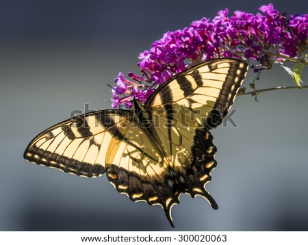 Easter tiger swallowtail butterfly on flower of butterfly bush.
