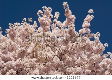 Cherry blossoms in Washington, DC