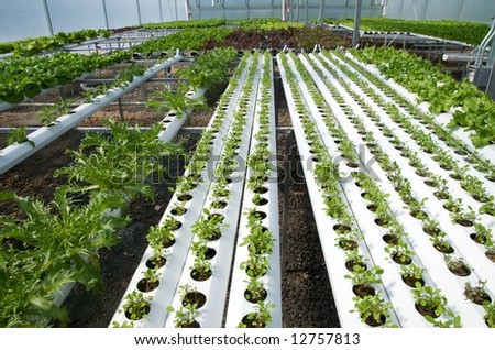 Vertical photo of environmentally friendly hydroponic greenhouse with lettuce growing