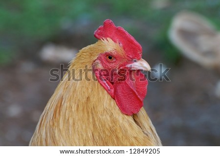 Head shot of young rooster with intense red comb