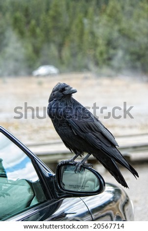 American crow perched on auto rear view mirror with visible warning that 