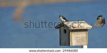 One Tree Swallow on room of bird box with sound about to land