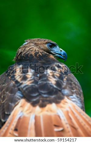 Vertical photo of red-tailed hawk in sharp profile with blurred tail