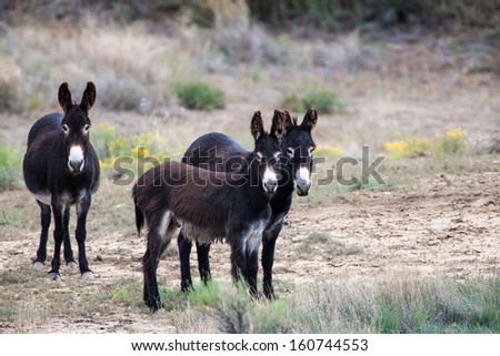 Three wild donkeys or burros in remote area of New Mexico facing camera