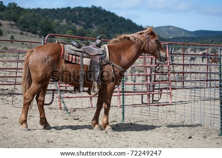Horse with western saddle tied to corral.