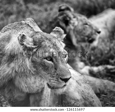 Dramatic Black and White Portrait of Lions in the Serengeti Tanzania Africa