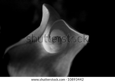 Dramatic Black and White Calla Lilly Swirling Abstract Design