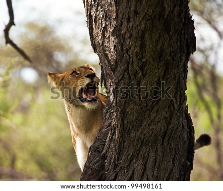 Female Lioness Hunting From Tree on the Serengeti Tanzania Africa