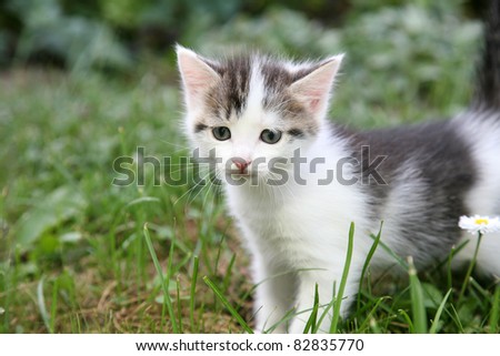 Curious kitten play in the summer garden