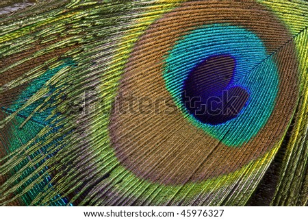 Peacock eye background