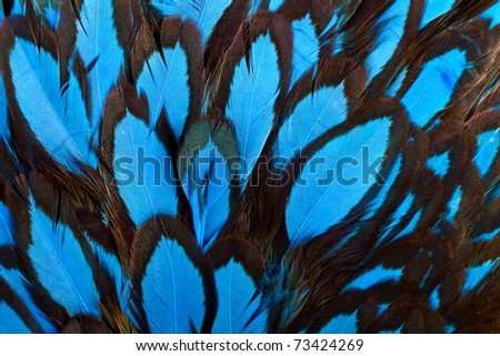 Beautiful abstract background consisting of blue hen saddle feathers