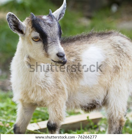 Cute baby goat chewing on a stalk of grass
