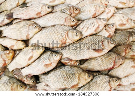 Freshwater fish carp, a school of fish