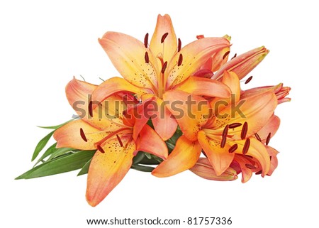 Orange lilies are isolated against the white background