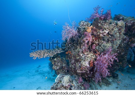 Beautiful Coral block in the Andaman Sea Thailand with colorful hard and soft corals and fish surrounding  it!