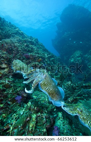 Cuttle fish, order Sepiida, class Cephalopoda, train at Thailand's famous Dive site Richelieu Rock in the Andaman sea!