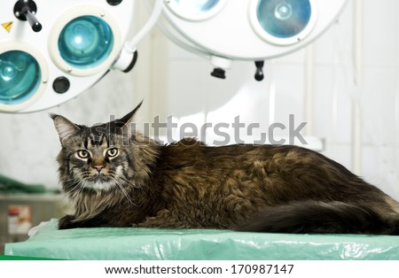 Maine coon in veterinary clinic