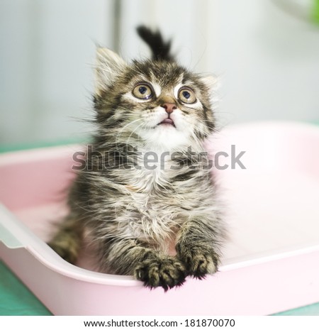 Adorable kitten sitting in cat litter