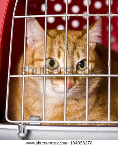 Cat in a pet carrier