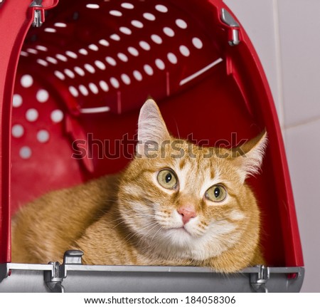 Cat in a pet carrier