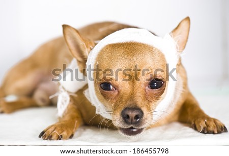 Sick chihuahua dog with bandages