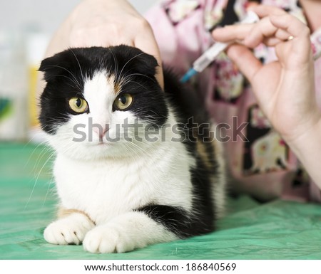 Cat in animal hospital
