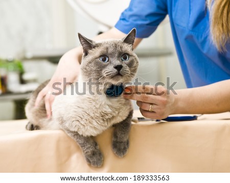 A siamese cat having a examination at a small animal vet clinic