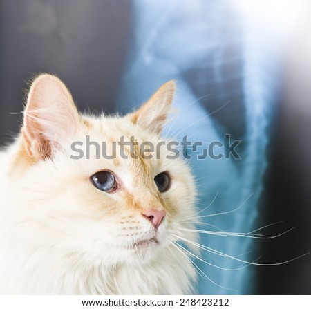 A cat having a examination at a small animal vet clinic