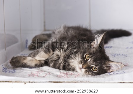 Sick cat in animal hospital