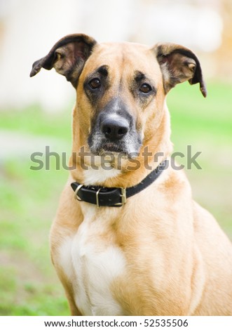 Mixed-breed senior dog
