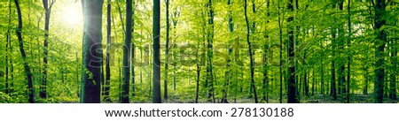 Panorama landscape of a beech forest in the springtime