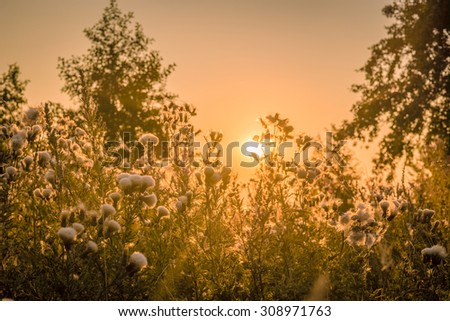 Sunrise over a field with thistle flowers in the morning