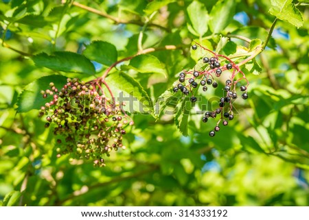 Elderberries in a tree at summertime