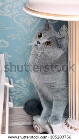 gray cat with red eyes sits on light furniture