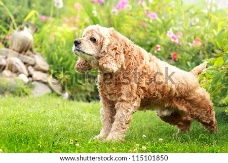 red dog of breed English Cocker Spaniel plays in garden on green grass, well-groomed lawn