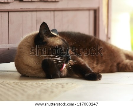 The beautiful brown Siamese cat washes on a porch near the house, licks wool red language