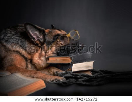 The dog, a German Shepherd with glasses rested her head on a stack of books, resting, tired of studying. Education, student, student