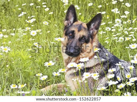 German shepherd, dog  lies on a glade in a green grass and flowers, in white daisies, animal outdoors