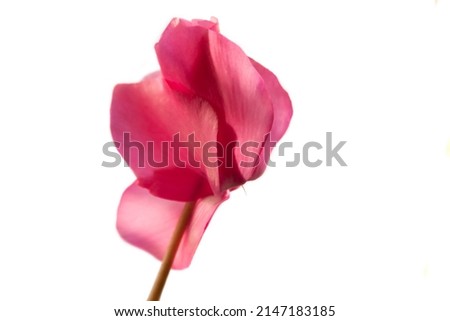 Image, Stock Photo Amazing cyclamen in bloom in winter