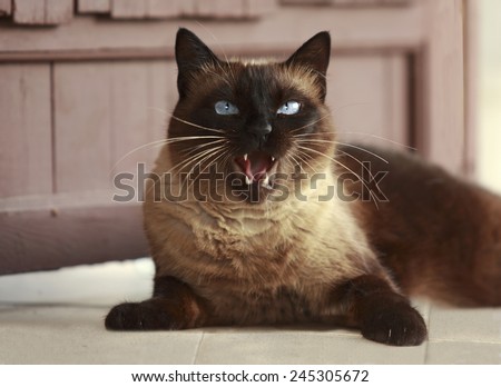 Beautiful brown Siamese cat on the porch outside the house, red tongue licked