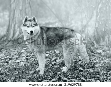 Dog, Siberian Husky with blue eyes standing in the woods on a cold autumn fallen brown leaves. black and white image with color filters