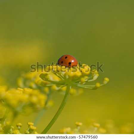 ladybug in fennel flowers